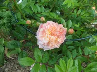 SAM_1130.webp