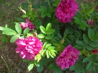 SAM_1134.webp