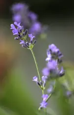 DSC04313.webp