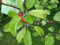 garten 096.webp