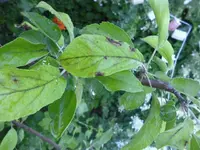 garten 097.webp