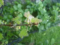 garten 098.webp