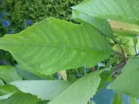 garten 099.webp
