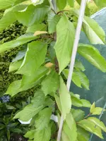 garten 100.webp