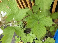 garten 112.webp