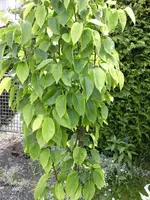 garten 114.webp
