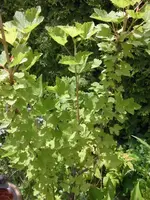 garten 117.webp