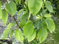 garten 115.webp