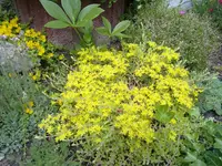 SEDUM SARMENTOSUM.webp