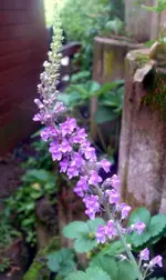 Blumen1.webp