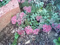 sedum sibaldii.webp