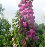 Blumen Fingerhut (1).webp