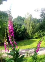 Blumen Fingerhut.webp