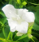 Blumen Glockenblumen (1).webp