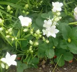Blumen Glockenblumen.webp
