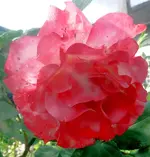 Blumen Rose.webp