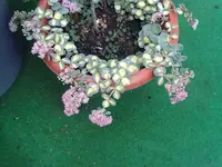 sedum sieboldii Mediovariegata.webp
