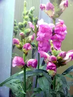 Blumen.webp