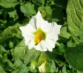Kartoffeln Blüte.webp