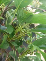 Kiwi1.webp