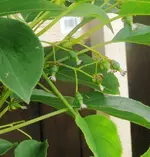 Kiwi.webp