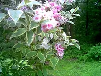 Unbekannte 2.webp