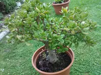 WP_000470.webp