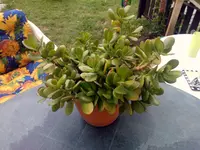 WP_000472.webp