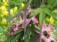 003.webp