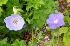 2012_0623Sommer0046 azure rush und ,,.webp