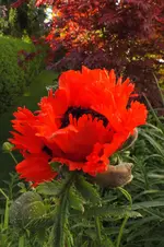 2013_0614Frühling0008.webp