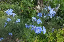 2013_0615Frühling0003.webp