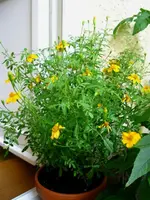 IMG_4413.webp