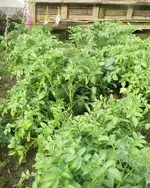 Kartoffeln.webp