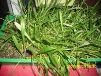 Garten 007.webp