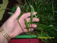 Garten 009.webp