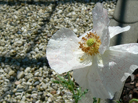 P1170246m.webp