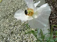 P1170288m.webp