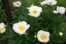 Garten2 06 2013 001.webp