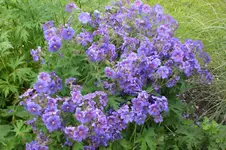 Garten2 06 2013 002.webp