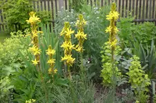 Garten2 06 2013 003.webp