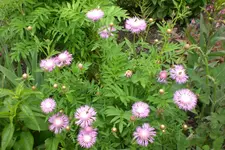 Garten2 06 2013 004.webp