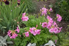 Garten2 06 2013 005.webp