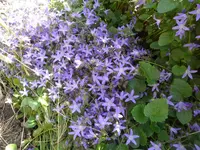 SAM_1251.webp