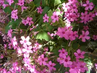 SAM_1253.webp