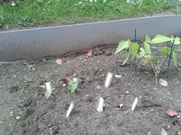 Buschbohnen 2013-06-16.webp