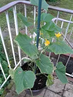 Gurke 2013-06-16 a.webp
