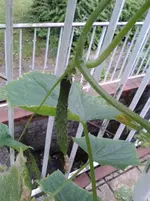 Gurke 2013-06-16 b.webp