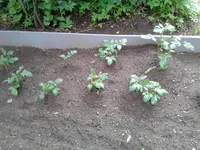 Kartoffeln 2013-06-16.webp