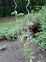 Tomate 2013-06-16 g Freiland.webp